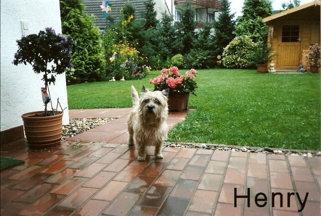 henry_k