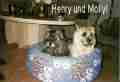 henry-und-molly_k