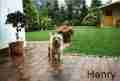 henry_k